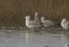Caspian Gull at Hole Haven Creek (Steve Arlow) (195070 bytes)
